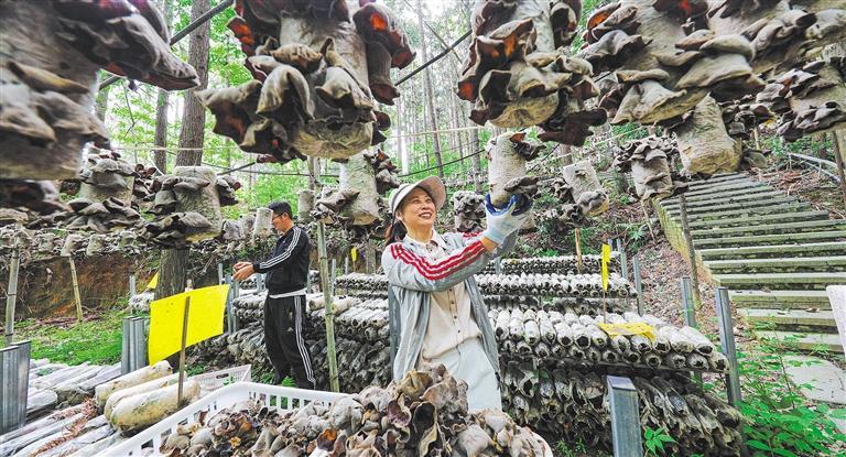 量发展产业调研】林下生金不朽情缘游戏手机版【高质